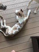 Lilac harlequin , a female Great Dane for sale in Litchfield, NH – 1 of 10