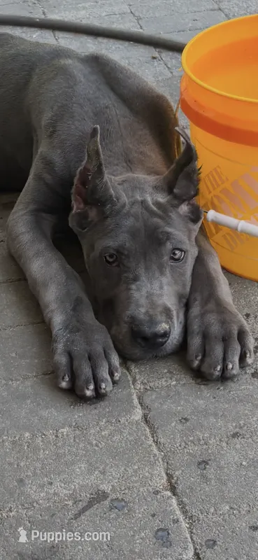 Blue female  – Great Dane puppy for sale in Litchfield, NH
