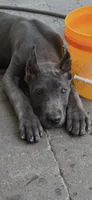 Blue female , a female Great Dane for sale in Litchfield, NH – 1 of 10