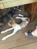 Lilac harlequin , a female Great Dane for sale in Litchfield, NH – 8 of 10