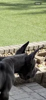 Blue female , a female Great Dane for sale in Litchfield, NH – 10 of 10