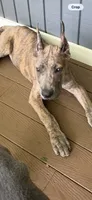 Blue brindle, a male Great Dane for sale in Litchfield, NH – 4 of 10
