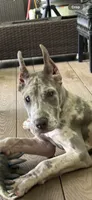 Lilac merle , a female Great Dane for sale in Litchfield, NH – 1 of 8