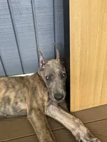 Blue brindle, a male Great Dane for sale in Litchfield, NH – 2 of 10