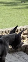 Blue female , a female Great Dane for sale in Litchfield, NH – 4 of 10