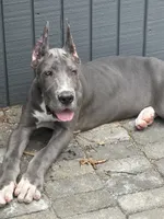 Big blue , a male Great Dane for sale in Litchfield, NH – 2 of 5