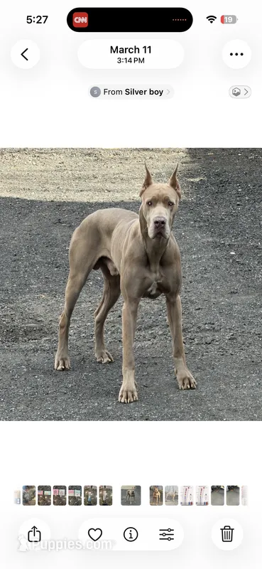 Lilac merle  – Great Dane puppy for sale in Litchfield, NH