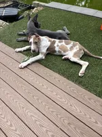 Lilac harlequin , a female Great Dane for sale in Litchfield, NH – 10 of 10