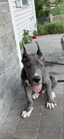 Big blue , a male Great Dane for sale in Litchfield, NH – 5 of 5