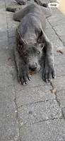 Blue female , a female Great Dane for sale in Litchfield, NH – 6 of 10