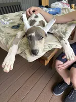 Blue brindle Harley Quinn, a female Great Dane for sale in Litchfield, NH – 2 of 10
