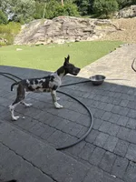 Blue brindle Harley Quinn, a female Great Dane for sale in Litchfield, NH – 10 of 10