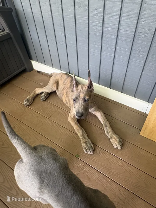 Blue brindle – Great Dane puppy for sale in Litchfield, NH