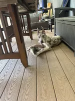 Lilac merle , a female Great Dane for sale in Litchfield, NH – 4 of 8