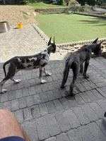 Blue brindle Harley Quinn, a female Great Dane for sale in Litchfield, NH – 7 of 10