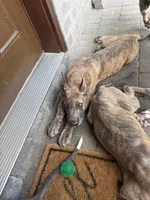 Blue brindle, a male Great Dane for sale in Litchfield, NH – 3 of 10