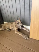 Blue brindle, a male Great Dane for sale in Litchfield, NH – 6 of 10