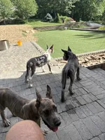 Blue brindle Harley Quinn, a female Great Dane for sale in Litchfield, NH – 3 of 10