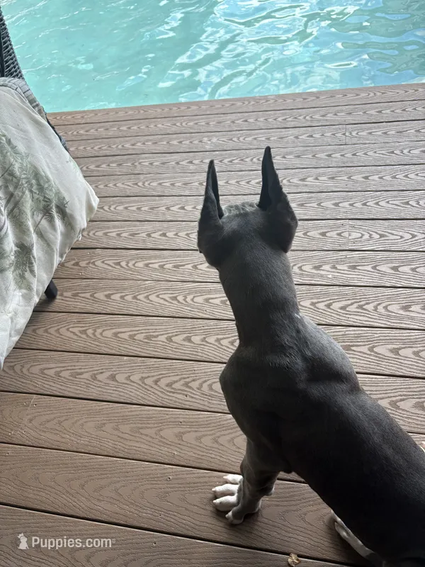 Big blue  – Great Dane puppy for sale in Litchfield, NH