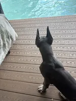 Big blue , a male Great Dane for sale in Litchfield, NH – 1 of 5