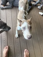 Lilac harlequin , a female Great Dane for sale in Litchfield, NH – 2 of 10