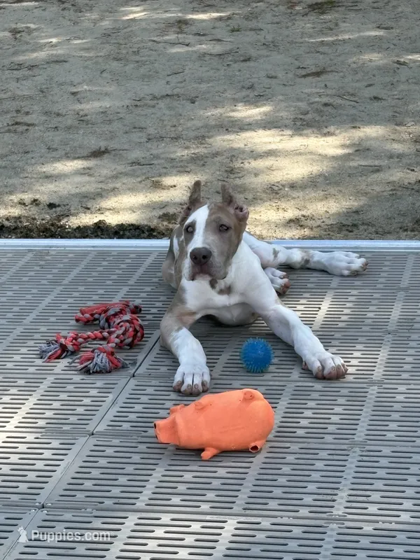 Lilac harlequin  – Great Dane puppy for sale in Litchfield, NH