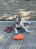 Lilac harlequin , a female Great Dane for sale in Litchfield, NH – 1 of 9