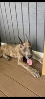 Blue brindle, a male Great Dane for sale in Litchfield, NH – 7 of 10