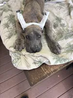 Blue brindle, a male Great Dane for sale in Litchfield, NH – 10 of 10