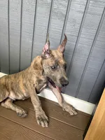 Blue brindle, a male Great Dane for sale in Litchfield, NH – 9 of 10