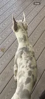 Lilac merle , a female Great Dane for sale in Litchfield, NH – 7 of 8