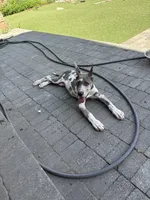 Blue brindle Harley Quinn, a female Great Dane for sale in Litchfield, NH – 8 of 10