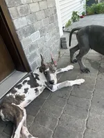 Blue brindle Harley Quinn, a female Great Dane for sale in Litchfield, NH – 9 of 10