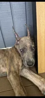 Blue brindle, a male Great Dane for sale in Litchfield, NH – 8 of 10