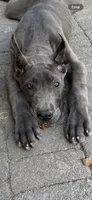 Blue female , a female Great Dane for sale in Litchfield, NH – 3 of 10