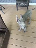 Blue female , a female Great Dane for sale in Litchfield, NH – 2 of 10
