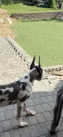 Blue brindle Harley Quinn, a female Great Dane for sale in Litchfield, NH – 6 of 10