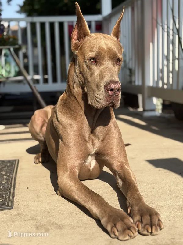 Lilac harlequin  – Great Dane puppy for sale in Litchfield, NH