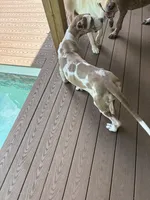 Lilac harlequin , a female Great Dane for sale in Litchfield, NH – 7 of 10