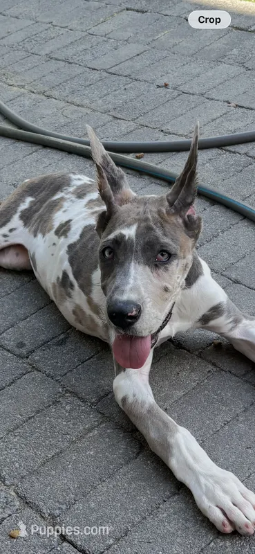 Blue brindle Harley Quinn – Great Dane puppy for sale in Litchfield, NH