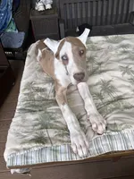 Lilac harlequin , a female Great Dane for sale in Litchfield, NH – 3 of 10