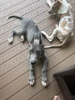 Big blue , a male Great Dane for sale in Litchfield, NH – 3 of 5