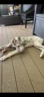 Lilac merle , a female Great Dane for sale in Litchfield, NH – 3 of 8