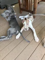 Lilac harlequin , a female Great Dane for sale in Litchfield, NH – 6 of 10