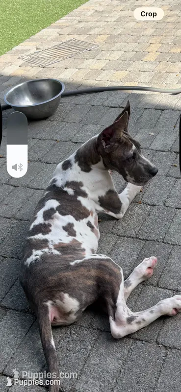 Blue brindle Harley Quinn – Great Dane puppy for sale in Litchfield, NH
