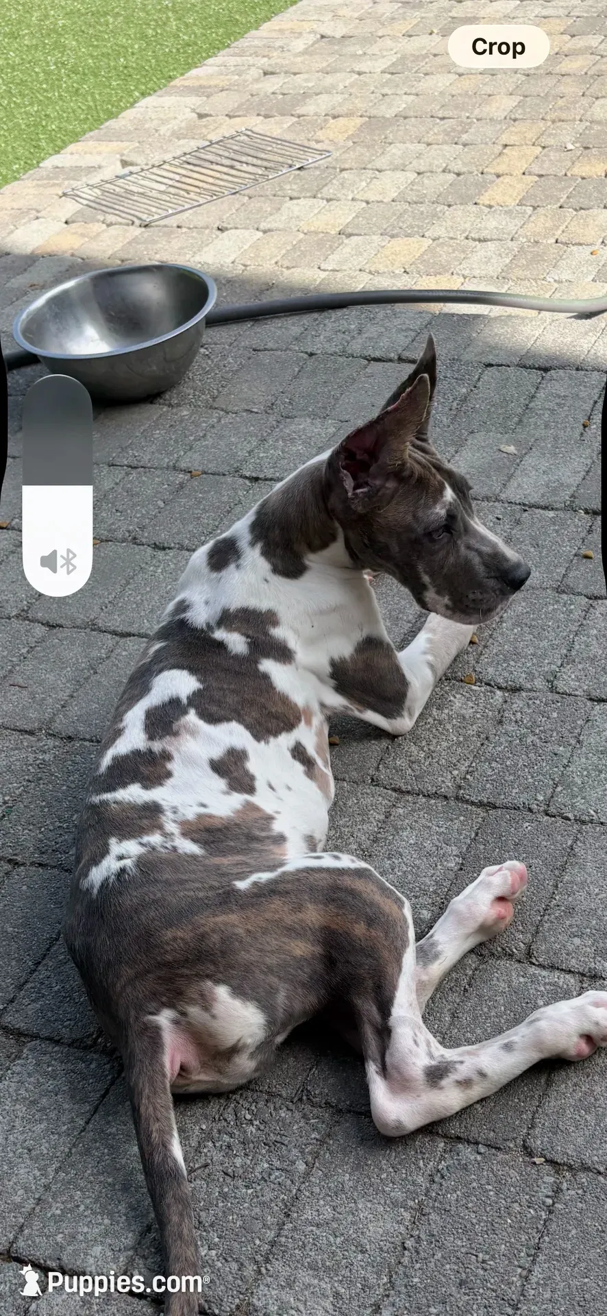 Blue brindle Harley Quinn, a female Great Dane for sale in Litchfield, NH – 1 of 10