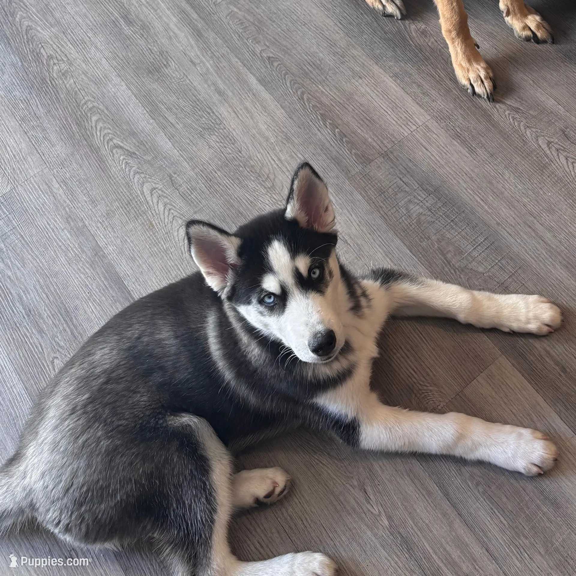 Anakin, a male Siberian Husky for sale in Riverdale, GA – Photo 5 of 6