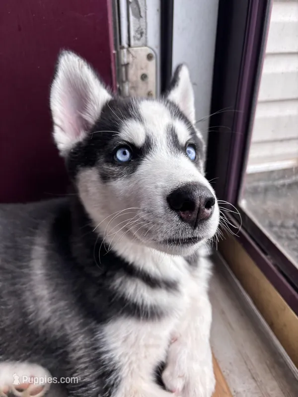 Anakin, a male Siberian Husky for sale in Riverdale, GA – Photo 1 of 6