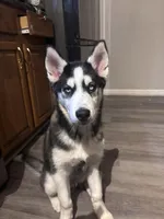 Anakin, a male Siberian Husky for sale in Riverdale, GA – Photo 2 of 6