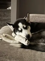 Anakin, a male Siberian Husky for sale in Riverdale, GA – Photo 3 of 6